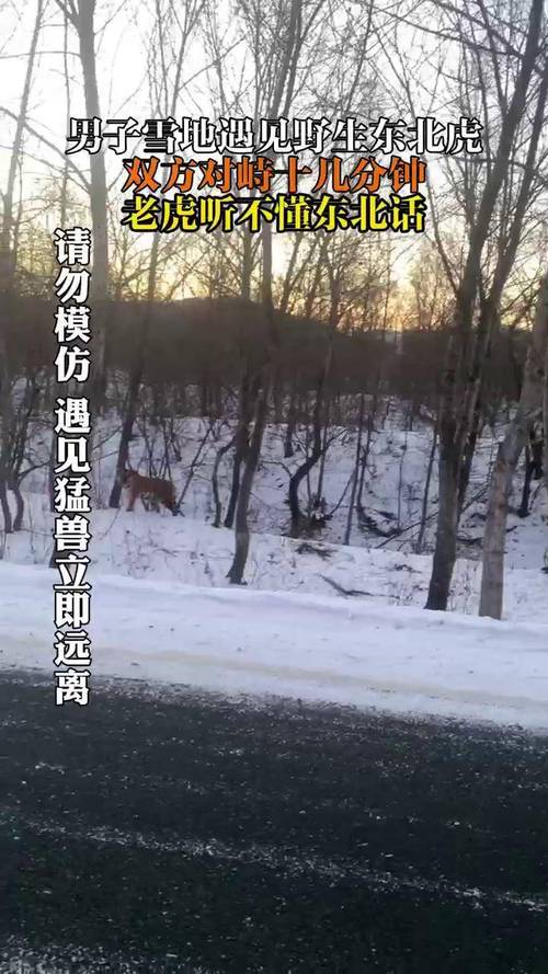 男子称偶遇野生东北虎 距离不到3米