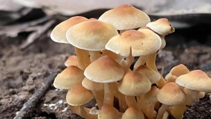 女子称婆婆吃邻居送的蘑菇中毒去世