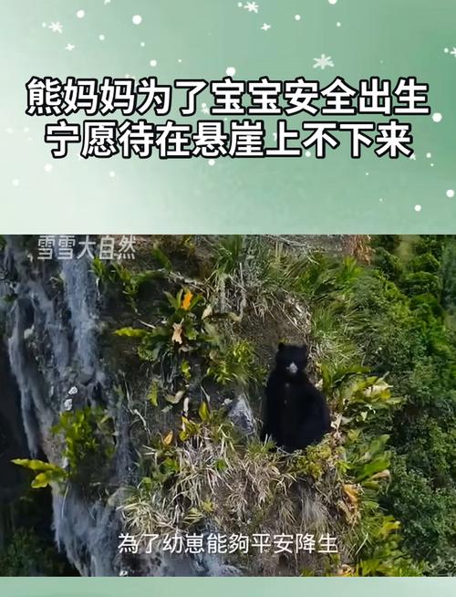 遭熊袭击孕妇发声：想尽全力保住孩子