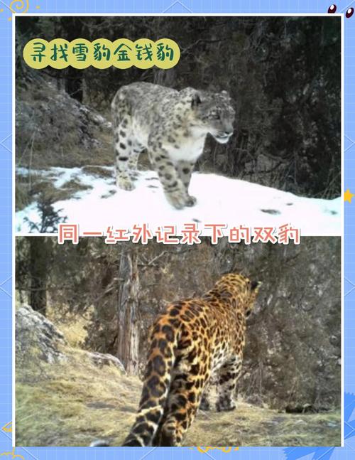 青海湖首次拍到3只雪豹同框