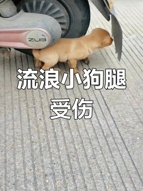 狗被车碾压因太胖毫发无损
