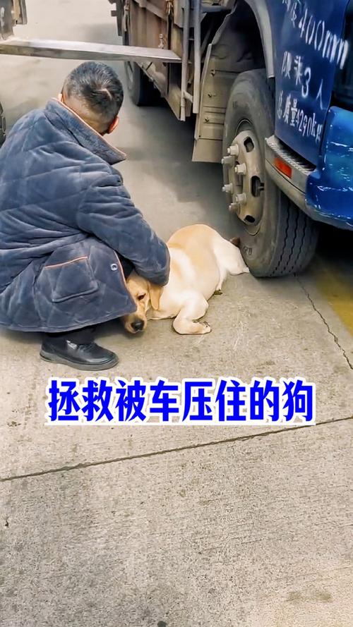 狗被车碾压因太胖毫发无损