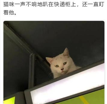 男子将猫关进快递柜转身就走