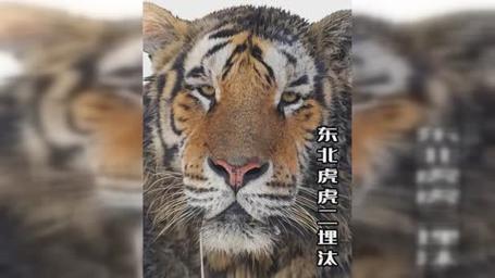园方回应东北虎二埋汰脏出新高度