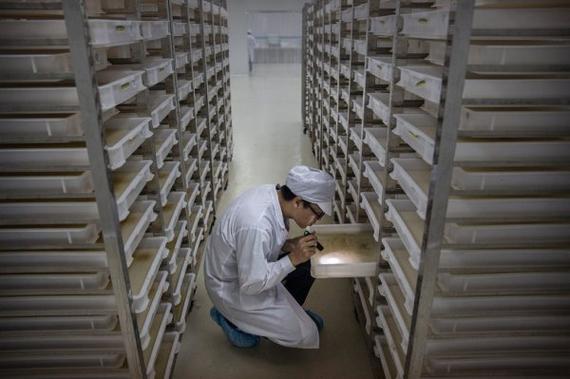 巴西全球最大“蚊子工厂”准备投产