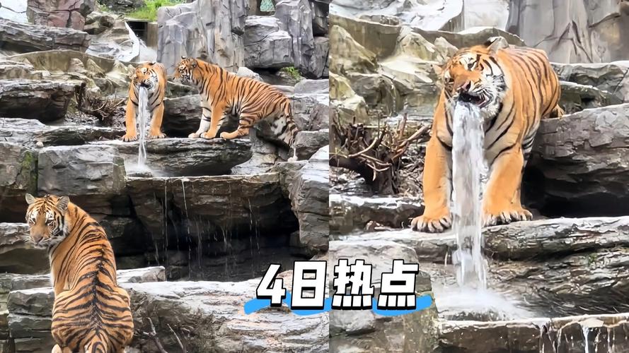 动物园回应老虎咬水管一动不动