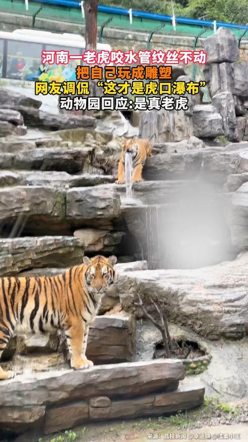动物园回应老虎咬水管一动不动