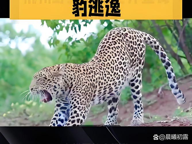 杭州逃逸豹子现身产3崽系谣言