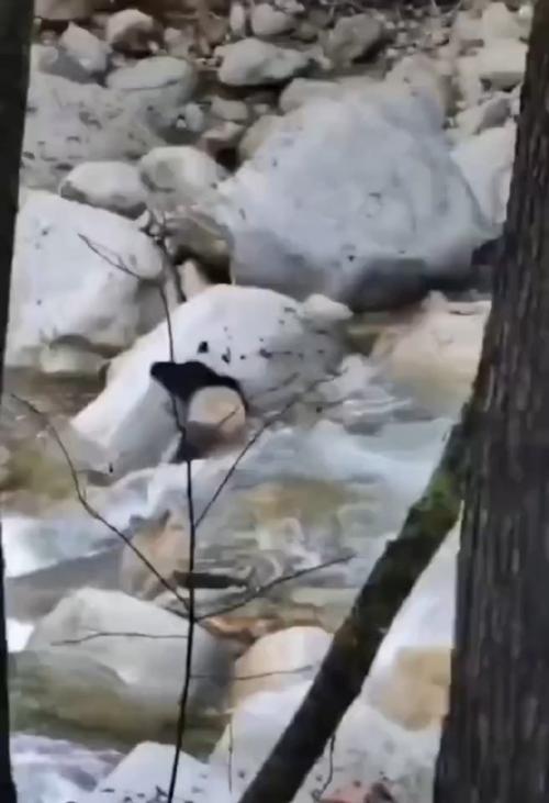 游客偶遇大熊猫过河 景区：纯野生