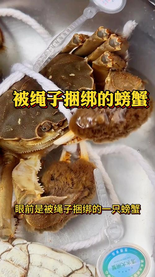 5两的大闸蟹捆了1两的绳子