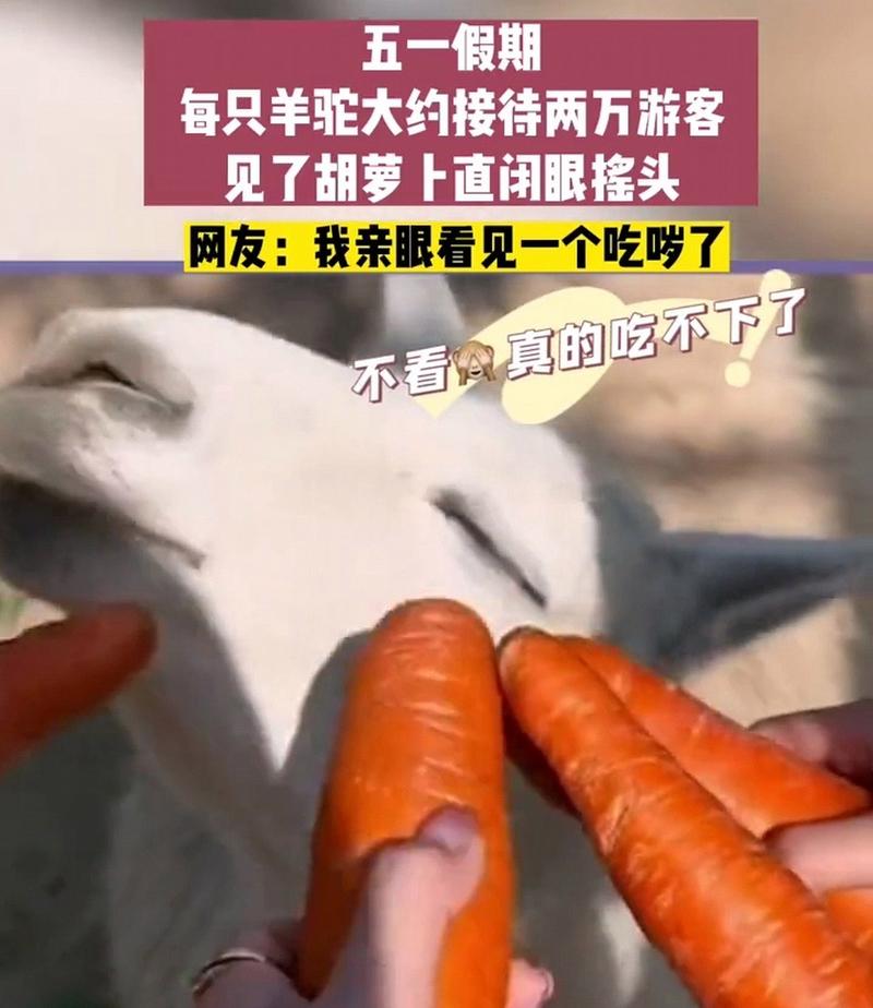 游客投喂胡萝卜 羊驼：真吃不动了