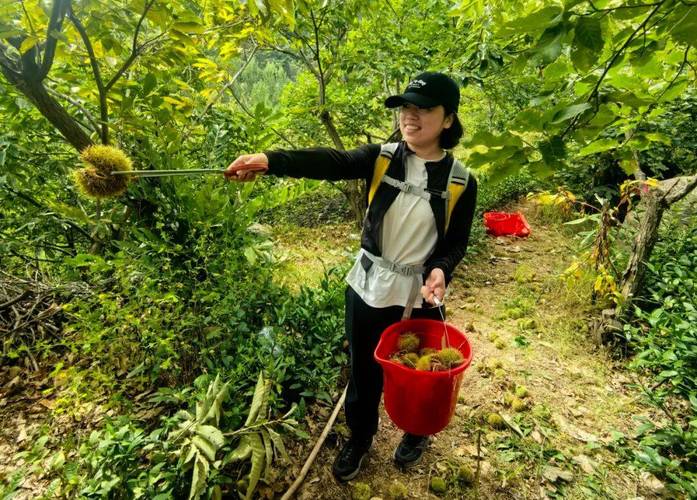 景区回应游客捡板栗壳被说成偷东西