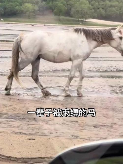 70多匹马被绑一条前腿 主人回应