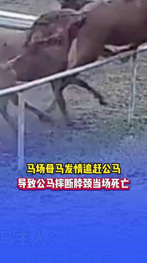 70多匹马被绑一条前腿 主人回应