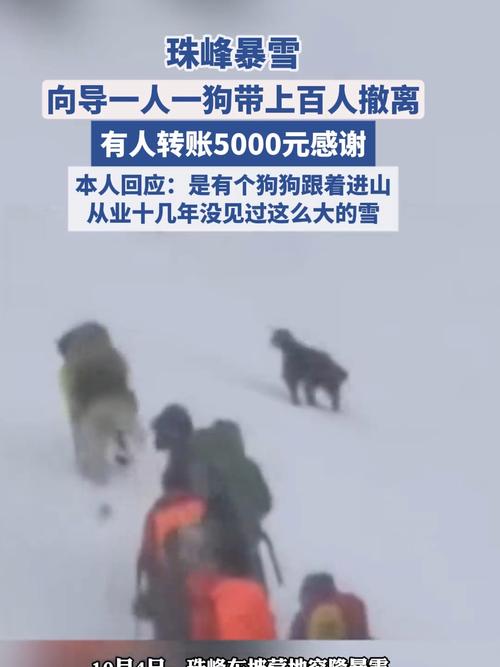 珠峰暴雪 向导一人一狗带上百人撤离 珠峰暴雪 向导一人一狗带上百人撤离