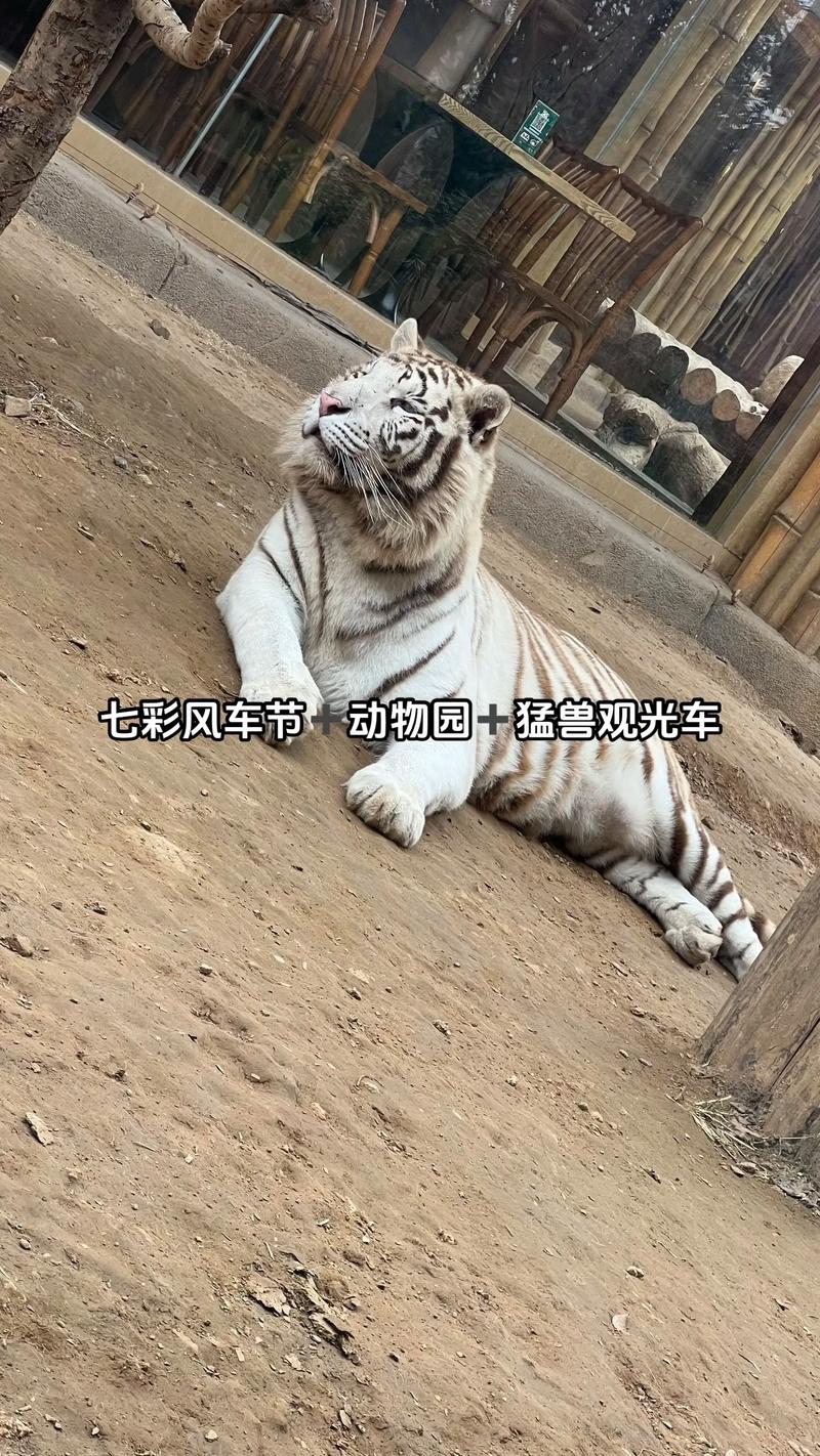 观光车压碎老虎下巴?动物园回应