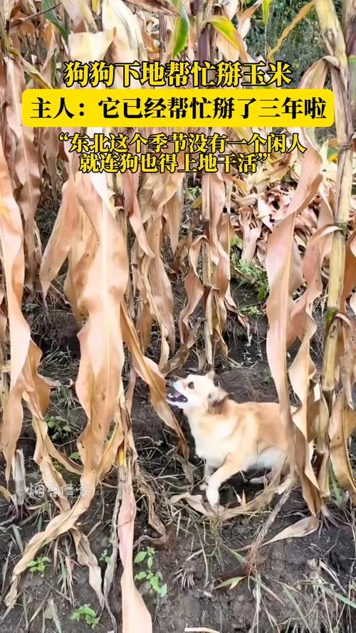 主人称狗狗下地掰玉米掰了三年了