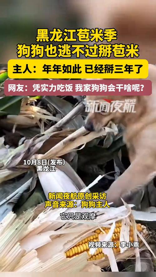 主人称狗狗下地掰玉米掰了三年了