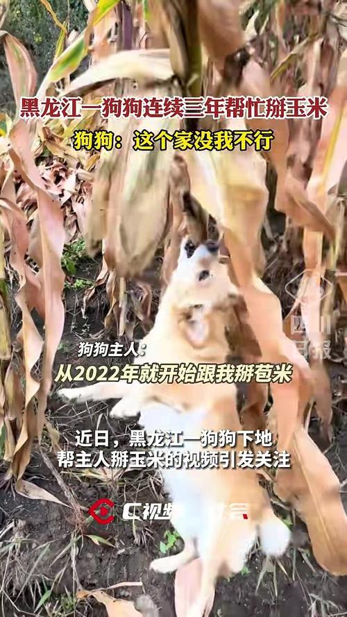 主人称狗狗下地掰玉米掰了三年了