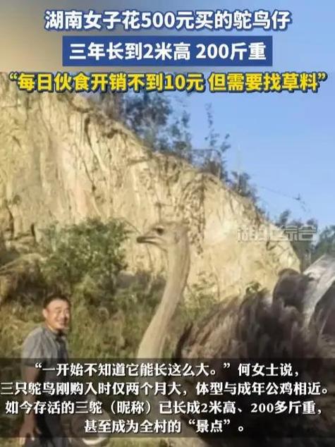主人养鸵鸟3年长到2米高200斤