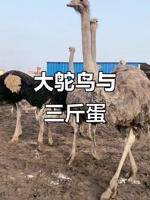 主人养鸵鸟3年长到2米高200斤