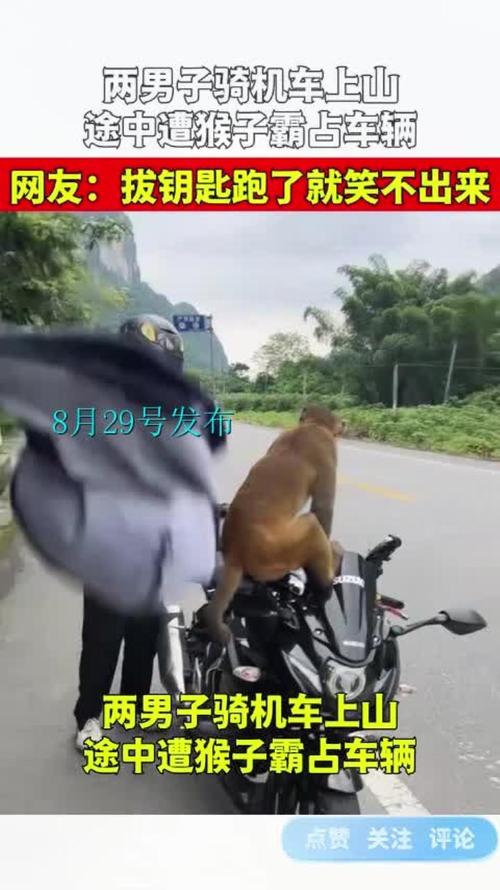 男子路边停车休息遭野猴入车袭击