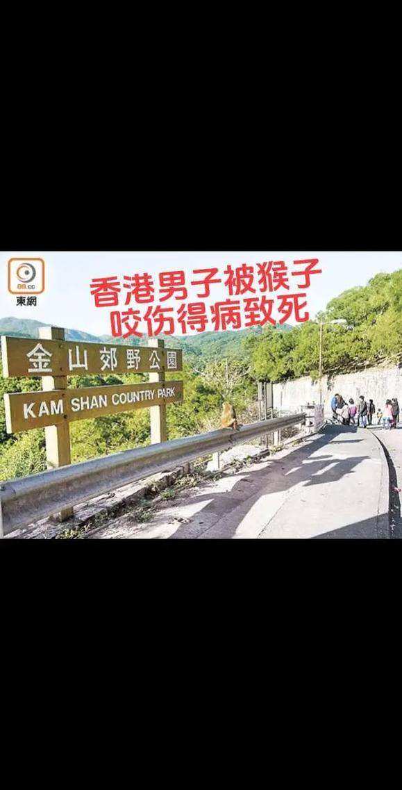 男子路边停车休息遭野猴入车袭击