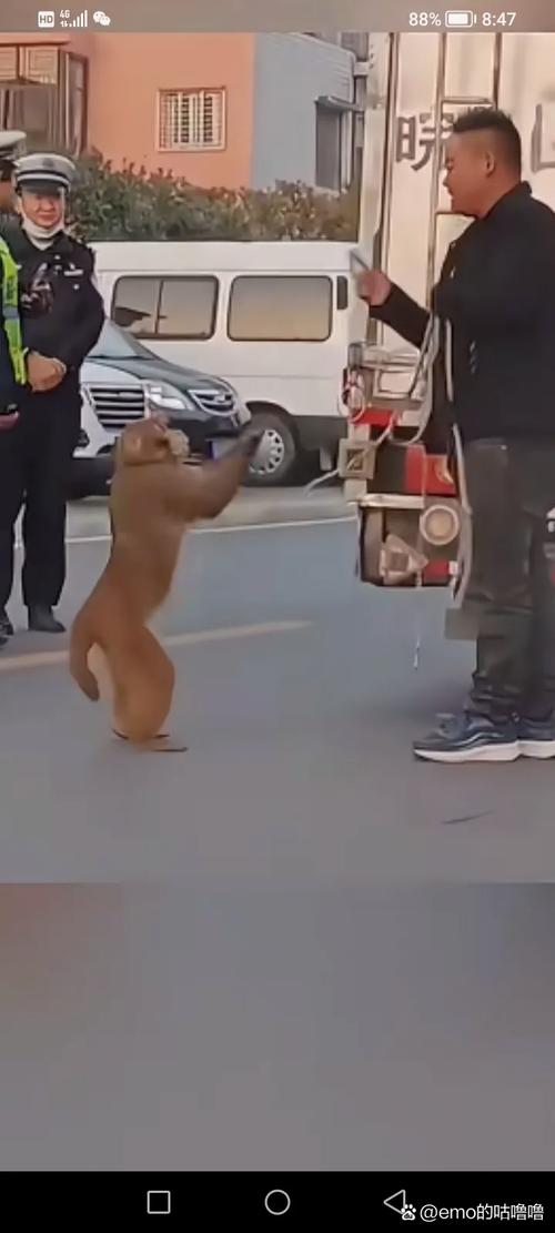 男子路边停车休息遭野猴入车袭击