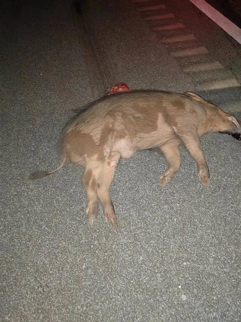 湖北松滋一客运火车撞上野猪