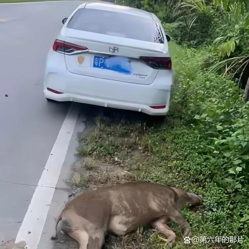 湖北松滋一客运火车撞上野猪