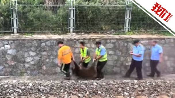 湖北松滋一客运火车撞上野猪