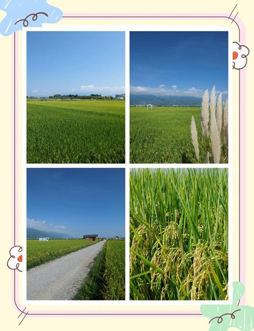 大理网红稻田遭游客大面积踩踏