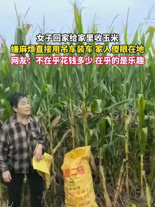 下雨天女儿请吊车帮父母收玉米