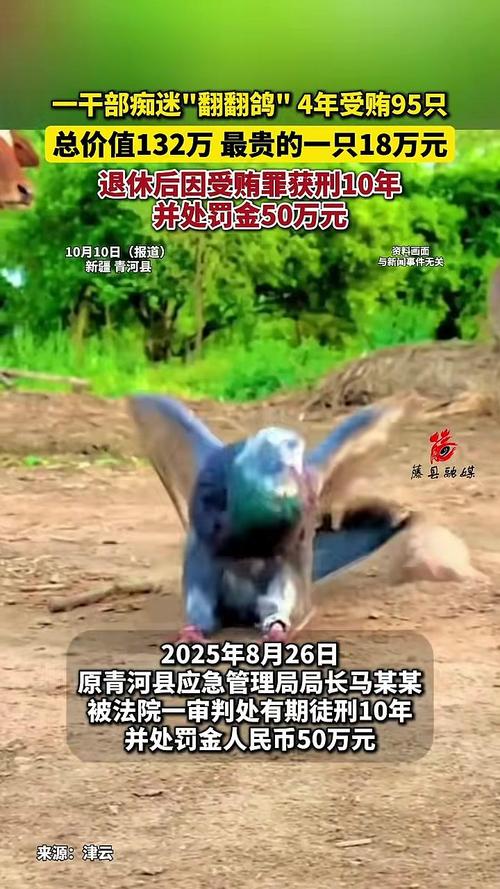 干部痴迷“翻翻鸽”4年受贿95只