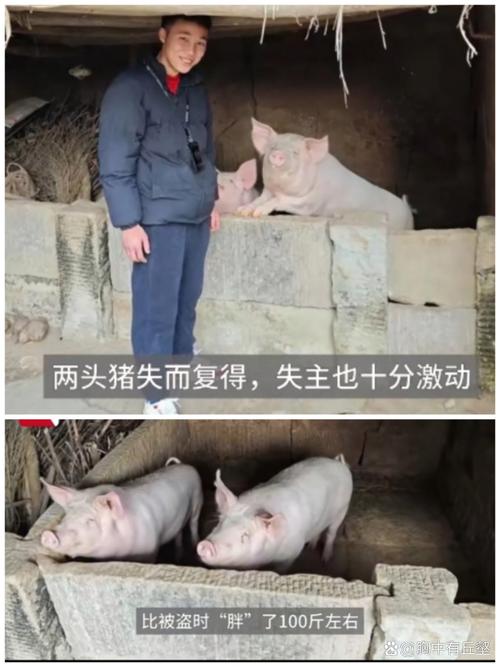 养猪场丢失20多头猪发现多支箭头