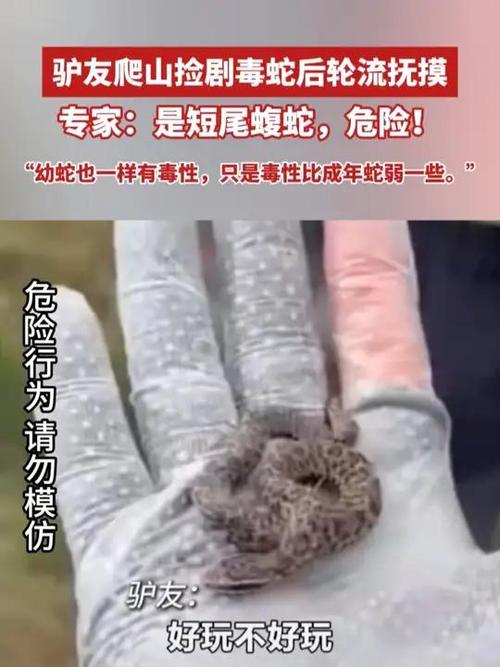 驴友爬山捡到毒蛇后轮流抚摸