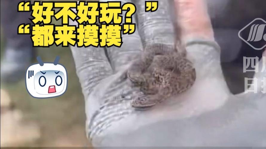 驴友爬山捡到毒蛇后轮流抚摸
