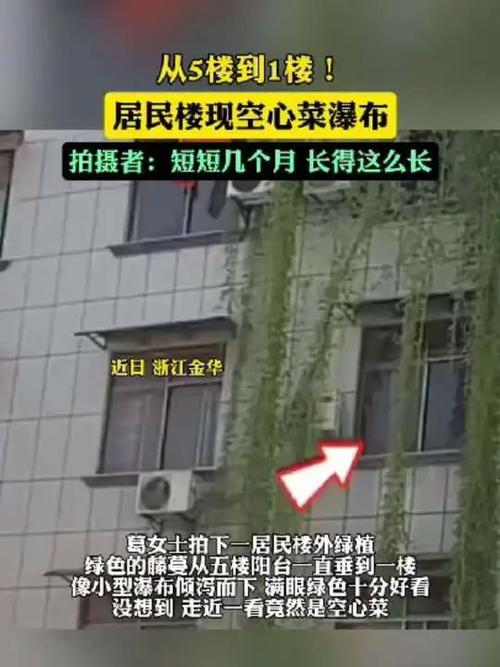 浙江一居民楼出现空心菜“瀑布”