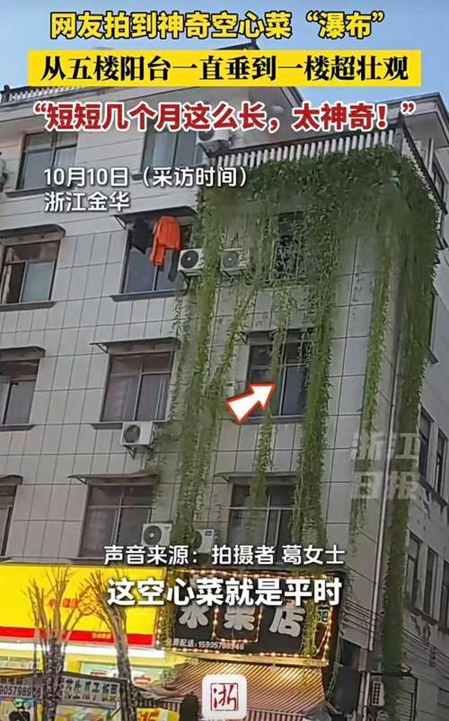 浙江一居民楼出现空心菜“瀑布”