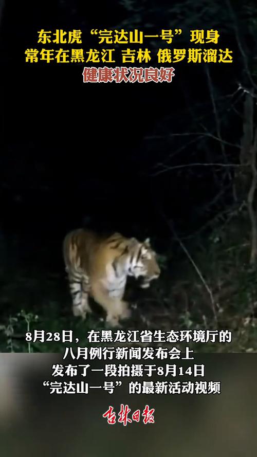 东北虎“完达山一号”再现黑龙江