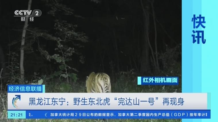 东北虎“完达山一号”再现黑龙江