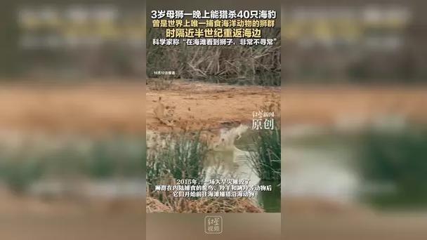 3岁母狮一晚上能猎杀40只海豹