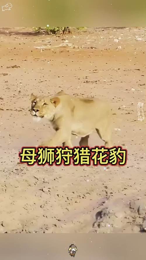 3岁母狮一晚上能猎杀40只海豹