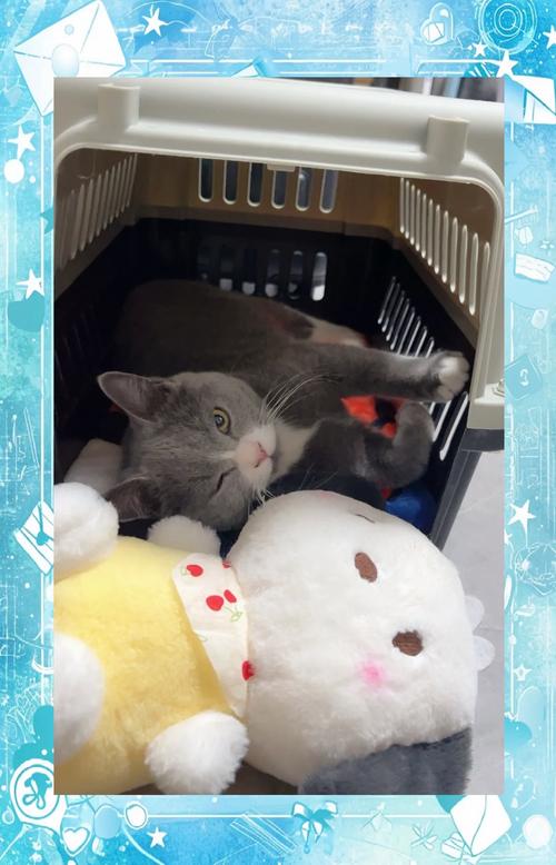猫咪在家当起了“列车员”