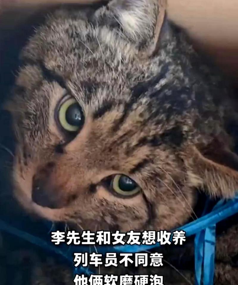 猫咪在家当起了“列车员”