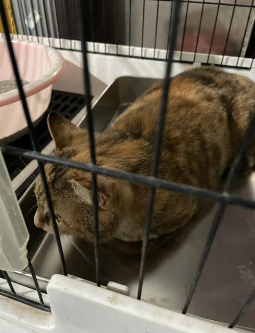 猫咪在家当起了“列车员”
