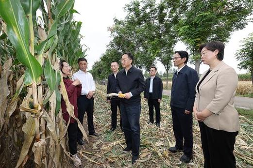 河南省委书记调研 现场测玉米含水量