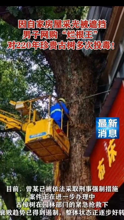 男子嫌古树挡光多次投毒