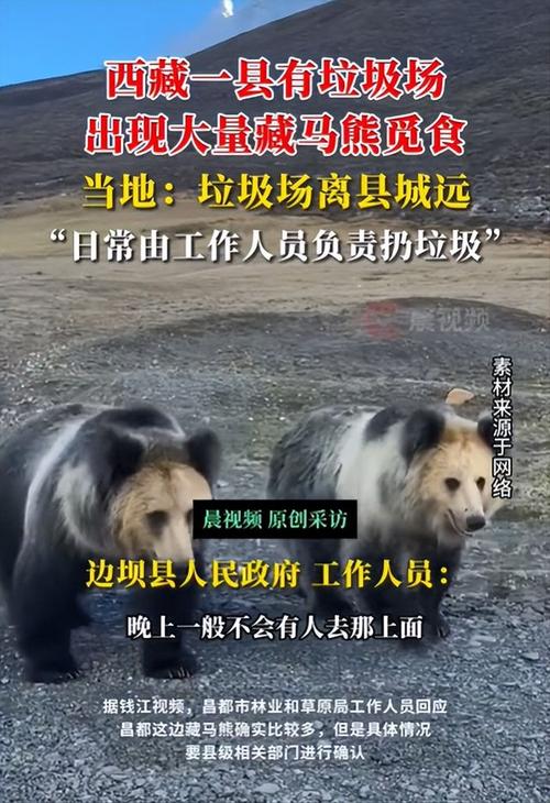 青海藏马熊群垃圾场觅食：挖到啥吃啥