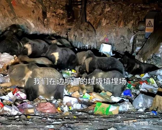 青海藏马熊群垃圾场觅食：挖到啥吃啥